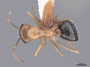 62563 Formica perpilosa D IN