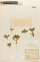 Tetragonia ovata Phil., Chile, E. Werdermann 462, F
