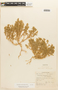 Tetragonia macrocarpa Phil., Peru, R. Ferreyra 6495, F