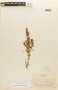 Tetragonia maritima Barnéoud, Chile, F. W. Pennell 13029, F