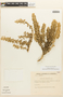 Tetragonia maritima Barnéoud, Chile, C. Marticorena 1901, F