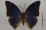 124964 Charaxes tiridates d IN
