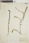 Diodia apiculata (Willd. ex Roem. & Schult.) K. Schum., BRAZIL, F