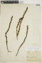Diodia apiculata (Willd. ex Roem. & Schult.) K. Schum., BRAZIL, F