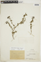 Diodia apiculata (Willd. ex Roem. & Schult.) K. Schum., COLOMBIA, F