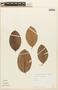 Erythroxylum P. Browne, Colombia, World's Columbian Exposition 12545, F