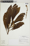 Saurauia scabra (Kunth) D. Dietr., PERU, F