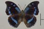 124971 Charaxes doubledayi d IN