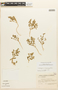 Tetragonia microcarpa Phil., Chile, M. Ricardi S. 357, F