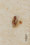 2819746 Edaphus laticeps ST d IN