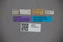 2819748 Edaphus luzonicus ST labels IN