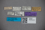 2819749 Edaphus magnipennis ST labels IN