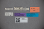 2819752 Edaphus nipponensis HT labels2 IN