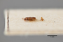 2819752 Edaphus nipponensis HT p IN
