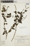 Heliotropium angiospermum Murray, PERU, F