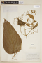 Cordia pubescens Willd., BRAZIL, F