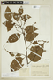 Cordia spinescens L., COLOMBIA, F
