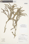 Lithospermum peruvianum A. DC., PERU, F