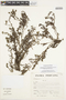 Lithospermum rodriguezii Weigend, PERU, F