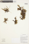 Plagiobothrys Fisch. & C. A. Mey., PERU, F