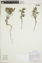 Tiquilia elongata (Rusby) A. T. Richardson, PERU, F