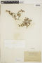 Tiquilia fusca (Hook. f.) A. T. Richardson, ECUADOR, F