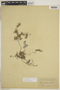 Tiquilia litoralis (Phil.) A. T. Richardson, CHILE, F