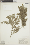 Tiquilia paronychioides (Phil.) A. Rich., PERU, F