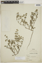 Tiquilia paronychioides (Phil.) A. Rich., PERU, F