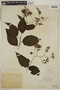 Tournefortia maculata Jacq., PERU, F