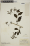 Tournefortia maculata Jacq., COLOMBIA, F