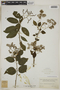 Tournefortia maculata Jacq., COLOMBIA, F