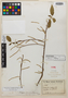 Acalypha seleriana Greenm., MEXICO, E. G. Seler 4028, Holotype, F