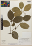 Euonymus platyphyllus Lundell, Mexico, J. I. Calzada 494, Isotype, F