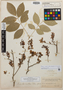 Lonchocarpus sanctae-marthae Pittier, Colombia, Herb. H. Smith 107, Isotype, F