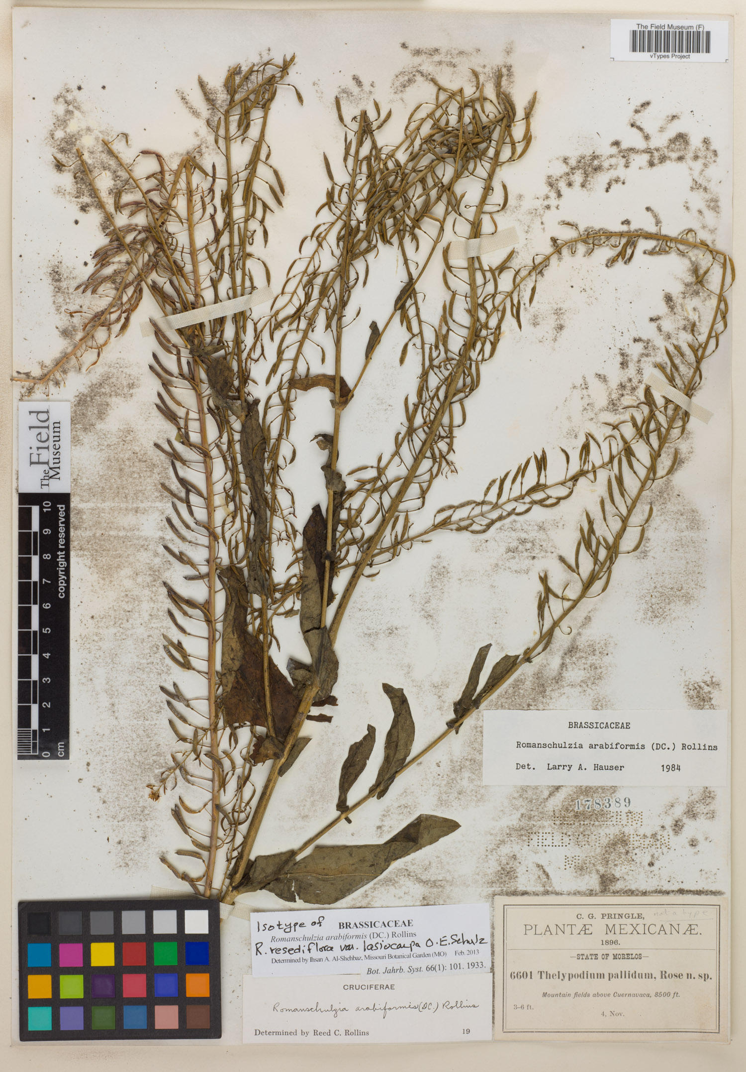 Romanschulzia arabiformis image