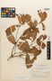 Lacunaria coriacea A. C. Sm., Brazil, B. A. Krukoff 8771, Isotype, F