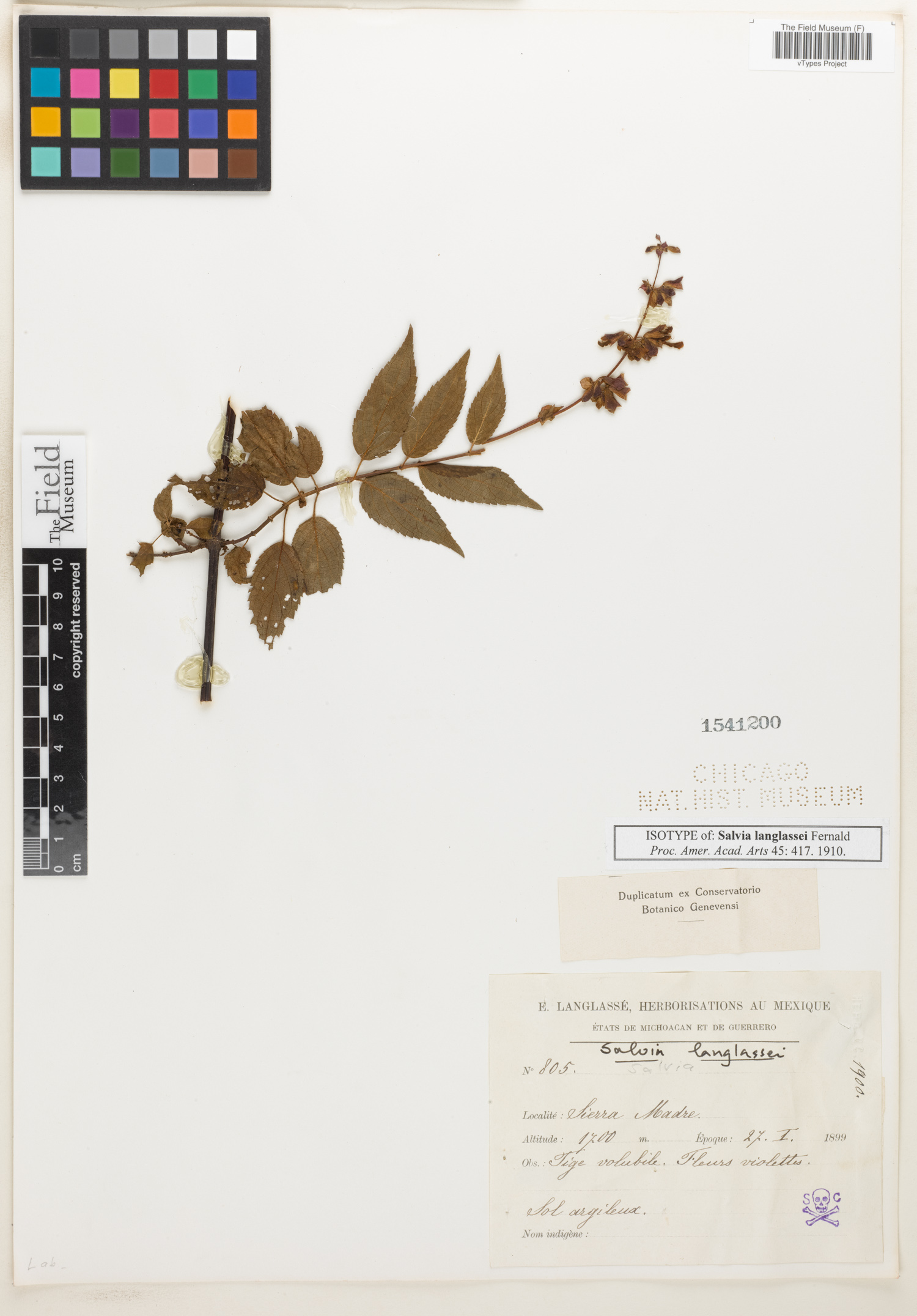 Salvia langlassei image