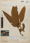 Virola peruviana var. tomentosa Warb., PERU, H. Ruíz L. s.n., Isotype, F