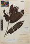 Virola laevigata Standl., Panama, G. Proctor Cooper 308, Holotype, F