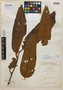 Virola boliviensis Warb., Bolivia, H. H. Rusby 1216, Isotype, F