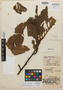 Virola macrocarpa A. C. Sm., Colombia, A. E. Lawrance 675, Isotype, F