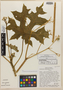 Cnidoscolus megacanthus Breckon, Mexico, G. J. Breckon 1368, Isotype, F