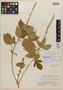 Croton douradensis Steyerm., Brazil, E. Y. Dawson 14973, Isotype, F