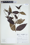 Gonzalagunia asperula (Wernham) Standl., COLOMBIA, F
