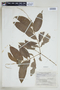Gonzalagunia cornifolia (Kunth) Standl., COLOMBIA, F