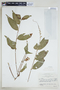 Gonzalagunia cornifolia (Kunth) Standl., COLOMBIA, F