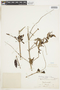 Gonzalagunia dicocca Cham. & Schltdl., BRAZIL, F