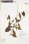 Gonzalagunia dicocca Cham. & Schltdl., GUYANA, F