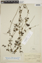 Galium hypocarpium subsp. hypocarpium, BRAZIL, F